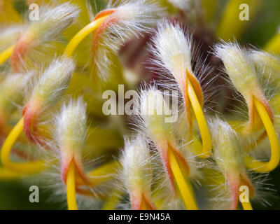 Leucospermum praecox détail Banque D'Images