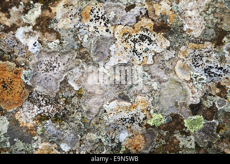 Différents types de lichens sur une pierre Banque D'Images