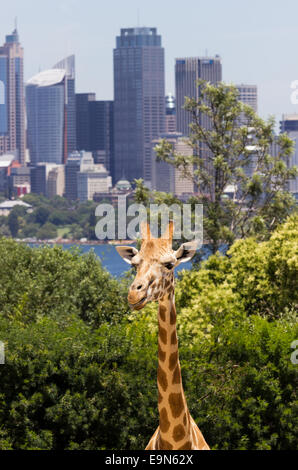 Les girafes, avec une fabuleuse vue sur Sydney Banque D'Images