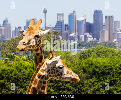 Les girafes, avec une fabuleuse vue sur Sydney Banque D'Images