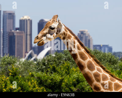 Les girafes, avec une fabuleuse vue sur Sydney Banque D'Images