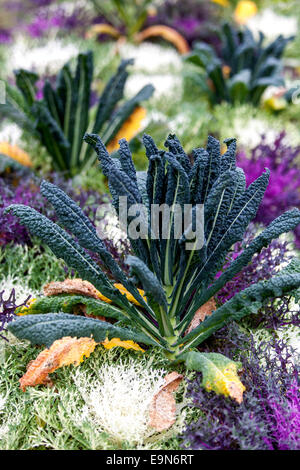 Brassica oleracea Ornamental feuilles de chou croissant kale Banque D'Images