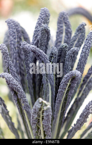 Brassica oleracea Cabbage ornamental, lit de fleurs ornementales feuilles de kale d'hiver Banque D'Images