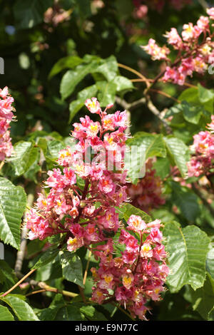 Arbre en fleurs rouges (Aesculus x buckeye camea) Banque D'Images