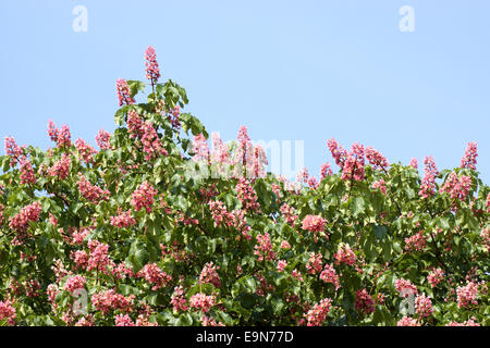 Arbre en fleurs rouges (Aesculus x buckeye camea) Banque D'Images