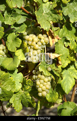 Raisins chevronnés sur un grapevine Banque D'Images