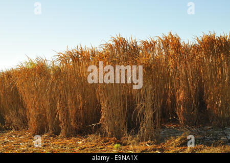 Miscanthus sinensis Banque D'Images