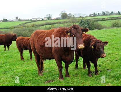 Bovins devon rouge rubis Banque D'Images