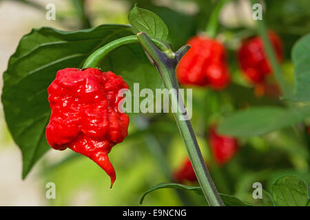 Caroline Le Faucheur (Capsicum chinense), en ce moment les plus chaudes du monde chili (2015). Banque D'Images