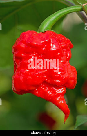 Caroline Le Faucheur (Capsicum chinense), en ce moment les plus chaudes du monde chili (2015). Banque D'Images