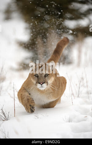 Le Couguar, Mountain lion (Felis concolor) en captivité dans l'habitat hivernal, Bozeman, Montana, USA Banque D'Images