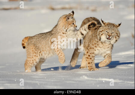 Lynx roux (Lynx rufus)- Bébé en captivité, premier hiver. , Bozeman, Montana, USA Banque D'Images