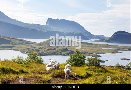 Moutons en Norvège Banque D'Images