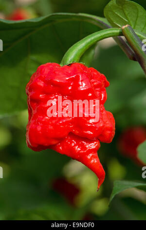 Caroline Le Faucheur (Capsicum chinense), en ce moment les plus chaudes du monde chili (2015). Banque D'Images
