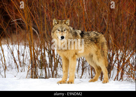 Le loup (Canis lupus)- en captivité dans l'habitat hivernal, Bozeman, Montana, USA Banque D'Images