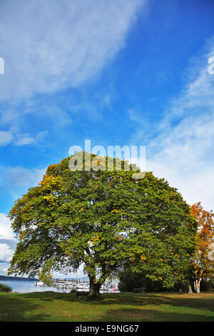 Le grand arbre dans le parc de l'île de Vancouver. Banque D'Images