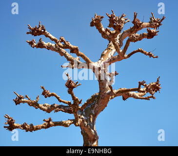 Arbre mort Banque D'Images