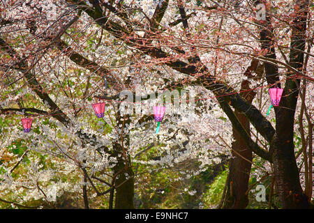 Sakura en fleurs Banque D'Images