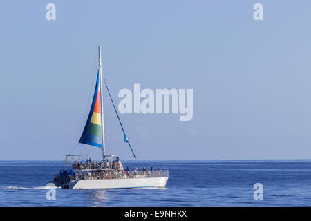 Ocean yachts de croisière des baleines Banque D'Images