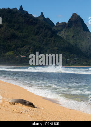 Phoque moine sur les Tunnels beach Kauai Banque D'Images