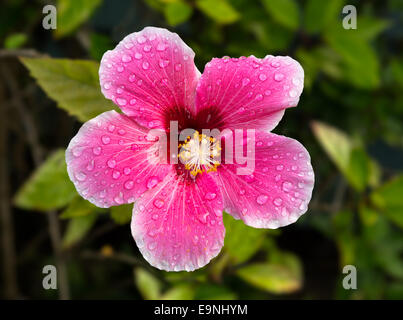 Jardin en fleur hibiscus rétroéclairé Banque D'Images