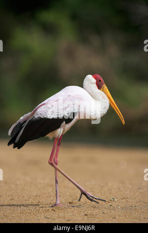 Yellowbilled, Stork Mycteria ibis, en plumage nuptial, Kruger National Park, Afrique du Sud Banque D'Images