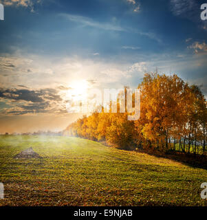 Les arbres à feuilles jaunes dans le champ d'automne Banque D'Images