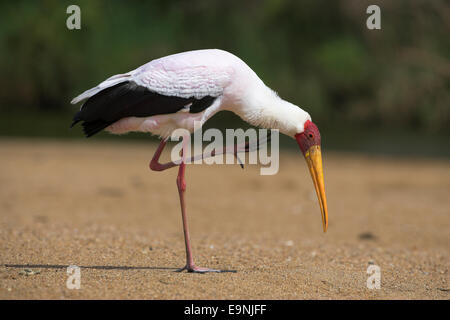 Yellowbilled, Stork Mycteria ibis, en plumage nuptial sur la berge, dans le parc national Kruger, Afrique du Sud Banque D'Images