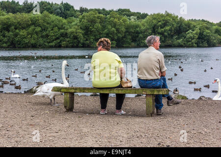 Deux personnes se reposant sur un banc avec le dos à la caméra nourrir les cygnes et les canards, Banque D'Images