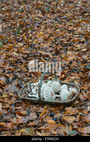 Macrolepiota procera. Panier en osier plein de nourriture dans un champignons Parasol woodland Banque D'Images