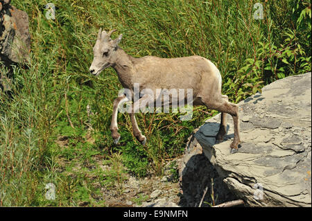 Bighorn (Ovis canadensis) Brebis et d'agneaux dans Gardner R valley, le Parc National de Yellowstone, Montana, USA Banque D'Images