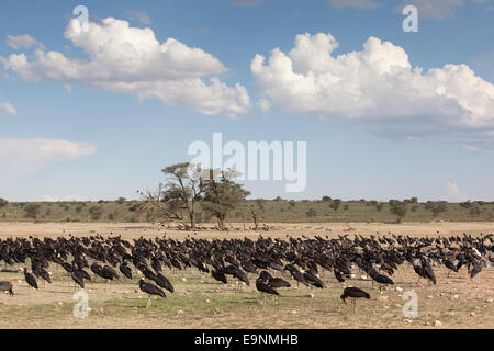 D'Abdim Ciconia abdimii, cigognes, se rassemblait au waterhole, Kgalagadi Transfrontier Park, Afrique du Sud Banque D'Images