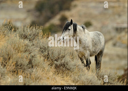 Cheval sauvage (Equus ferus), Theodore Roosevelt NP (Unité Sud), Dakota du Nord, USA Banque D'Images