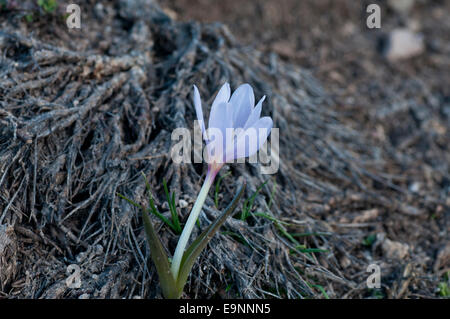 Cliché pris à la tombée d'une seule fleur de Colchicum szovitsii trouvés dans la neige fondre à Ercives, Turquie Banque D'Images