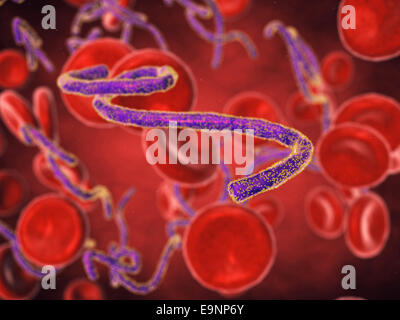 Virus Ebola dans le flux sanguin de l'épidémie de fièvre hémorragique , Banque D'Images