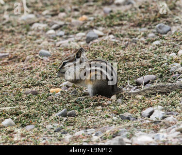 Le tamia mineur (Tamias minimus) dans l'alimentation du Parc National de Grand Teton, Wyoming, USA Banque D'Images