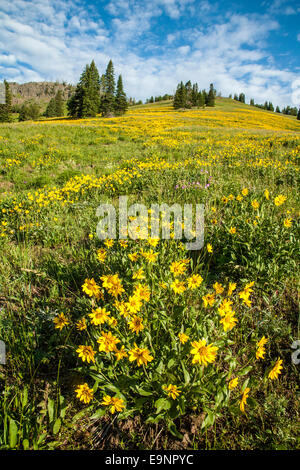 Floraison de fleurs sauvages sur Dunraven Pass dans le Parc National de Yellowstone Banque D'Images