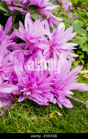 Waterliily-comme l'automne fleurs crocus Banque D'Images