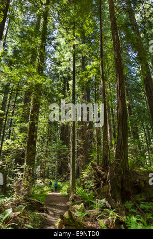 Les randonneurs sur un sentier en Fondateurs Grove, Avenue des Géants, Humboldt Redwoods State Park, dans le Nord de la Californie, USA Banque D'Images