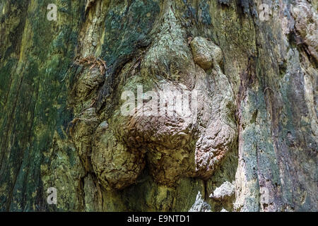 Burl sur le tronc d'un séquoia côtier géant (Sequoia sempervirens) Humboldt Redwoods State Park, dans le Nord de la Californie, USA Banque D'Images