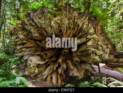 Fallen tronc d'un séquoia côtier géant (Sequoia sempervirens) Humboldt Redwoods State Park, dans le Nord de la Californie, USA Banque D'Images