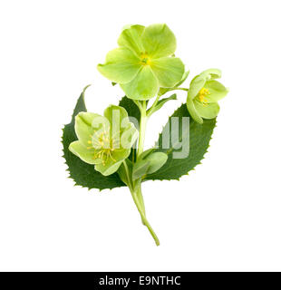 Green hellebore Helleborus argutifolius (), isolé sur fond blanc Banque D'Images