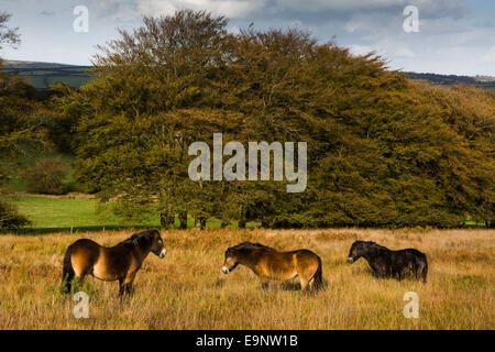 Trois poneys Exmoor debout dans une prairie. Banque D'Images