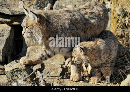 Lynx roux (Lynx rufus) chatons et adultes en captivité à la fin de l'automne, de l'habitat de montagne soulevée en captivité spécimen, Bozeman Montana, États-Unis Banque D'Images