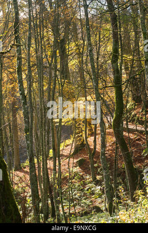 Vue d'automne à travers les arbres dans la Forêt-in-Teesdale North East England, UK Banque D'Images