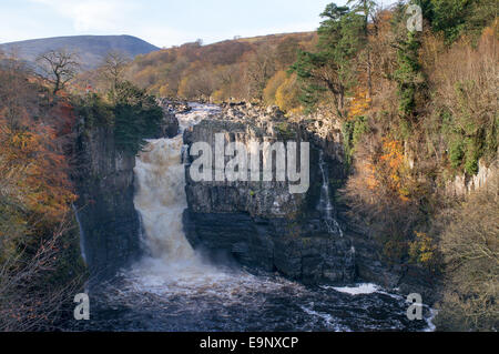 L'automne de grande vigueur cascade de Teesdale, Angleterre du Nord-Est, Royaume-Uni Banque D'Images