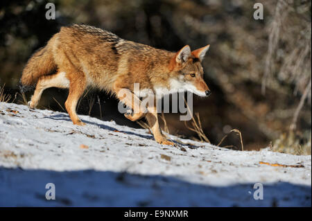 Le Coyote (Canis latrans) à la fin de l'automne de l'habitat de montagne (captive soulevées spécimen), Bozeman, Montana, USA Banque D'Images