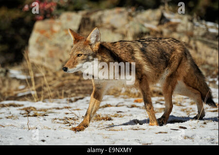 Le Coyote (Canis latrans) à la fin de l'automne de l'habitat de montagne (captive soulevées spécimen), Bozeman, Montana, USA Banque D'Images