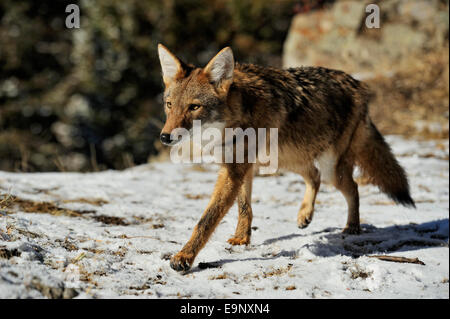 Le Coyote (Canis latrans) à la fin de l'automne de l'habitat de montagne (captive soulevées spécimen), Bozeman, Montana, USA Banque D'Images