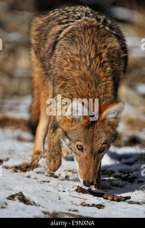 Le Coyote (Canis latrans) à la fin de l'automne de l'habitat de montagne (captive soulevées spécimen), Bozeman, Montana, USA Banque D'Images